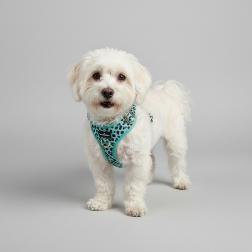 Hundegeschirr Aqua-Camo-0